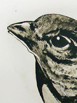 Toujours vivant ? (oiseau)