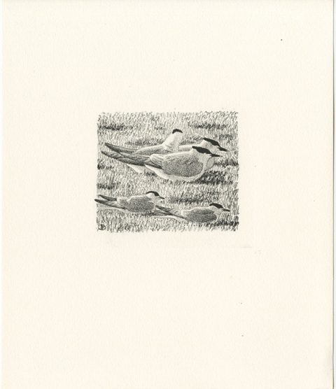 LITHOGRAPHIES NATURALISTES